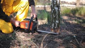 Best Hazardous Tree Removal  in Jamesburg, NJ