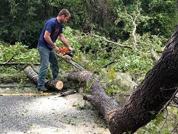 Best Emergency Tree Removal  in Jamesburg, NJ