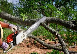 Best Emergency Tree Removal  in Jamesburg, NJ