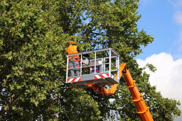 How Our Tree Care Process Works  in  Jamesburg, NJ