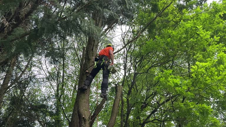 Best Tree Health Inspection  in Jamesburg, NJ