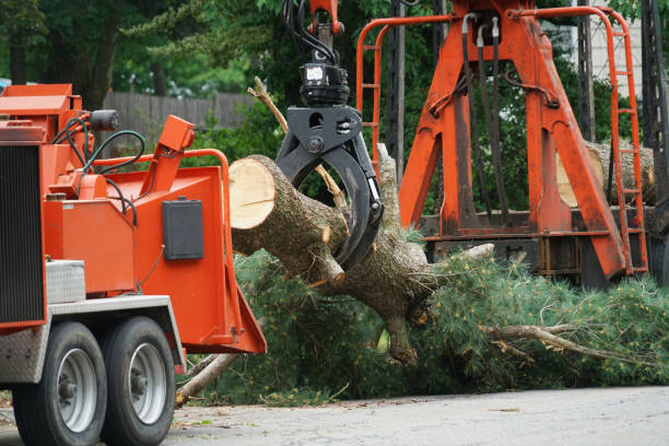 Best Tree Disease Treatment  in Jamesburg, NJ