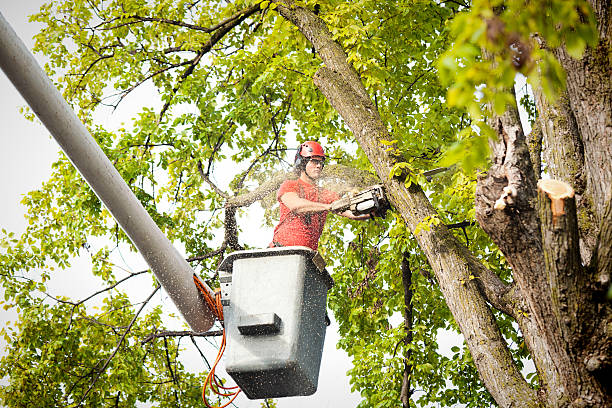 Seasonal Cleanup (Spring/Fall) in Jamesburg, NJ