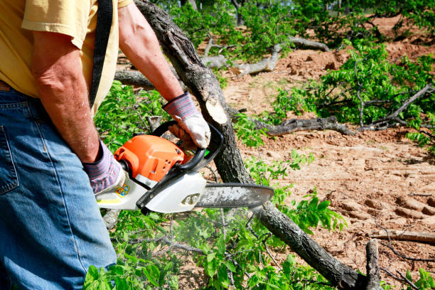 Best Commercial Tree Services  in Jamesburg, NJ